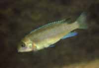 Pseudotropheus Elongatus Ngkuyo