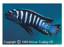 Pseudotropheus Elongatus Ornatus