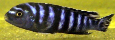 Pseudotropheus Elongatus Ornatus