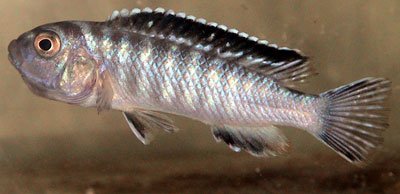 Pseudotropheus Elongatus Ornatus