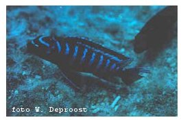 Pseudotropheus Elongatus Pelongatus