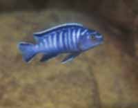 Pseudotropheus Elongatus Reef