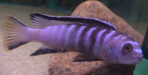Pseudotropheus Elongatus Reef