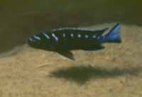 Pseudotropheus Elongatus Ruarwe