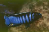 Pseudotropheus Elongatus Slab