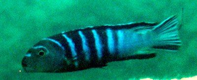 Pseudotropheus Elongatus Slab