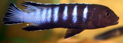 Pseudotropheus Elongatus Slab
