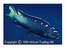 Pseudotropheus Elongatus Spot
