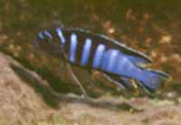 Pseudotropheus Elongatus Taiwan