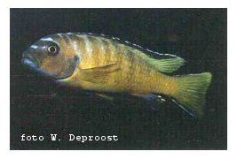 Pseudotropheus Elongatus Usisya