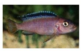 Pseudotropheus Elongatus Usisya