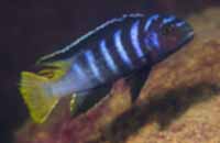 Pseudotropheus Elongatus Yellow Tail