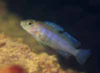 Pseudotropheus Elongatus Yellow Tail