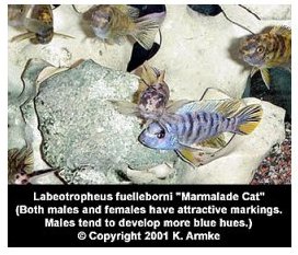 Labeotropheus Fuelleborni Marmalade Cat