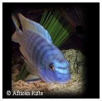 Labeotropheus Fuelleborni
