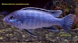 Labidochromis Exasperatus