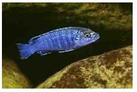 Labidochromis Exasperatus