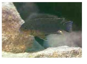 Labidochromis Heterodon