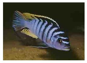 Maylandia Cyneusmarginata