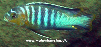 Maylandia Flavifemina