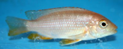 Maylandia Flavifemina