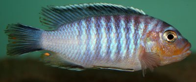 Maylandia Flavifemina