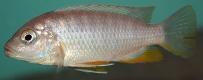 Maylandia Flavifemina