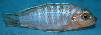 Maylandia Flavifemina