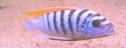 Maylandia Species Zebra Gold Brest Orange Top