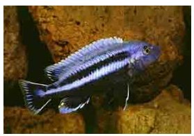 Melanochromis Chipokae