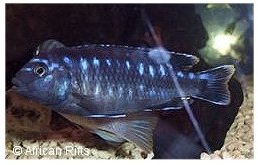 Melanochromis Interruptus