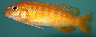 Melanochromis Interruptus