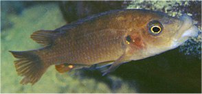 Melanochromis Labrosus