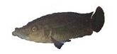 Melanochromis Labrosus