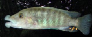 Melanochromis Labrosus