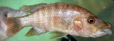 Melanochromis Labrosus