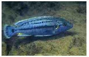 Melanochromis Lepidiadaptes