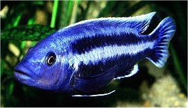 Melanochromis Loriae