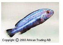 Melanochromis Neon Spot