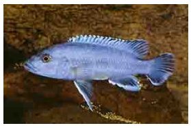 Melanochromis Northern Blue