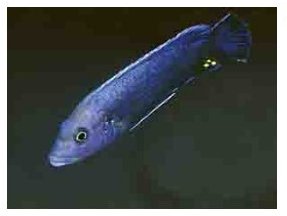 Melanochromis Robustus