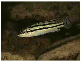 Melanochromis Simulans