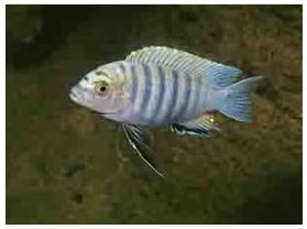 Metriaclima Aurora Chinuni