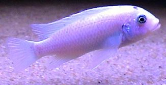 Metriaclima Callainos