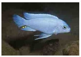 Metriaclima Chrysomallos