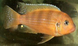 Metriaclima Lombardoi