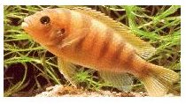Metriaclima Lombardoi