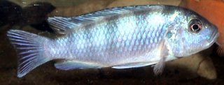 Metriaclima Lombardoi