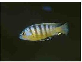 Metriaclima Patriki Minos