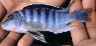 Metriaclima Zebra Chilumba